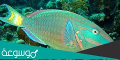 معلومات عن سمكة الببغاء