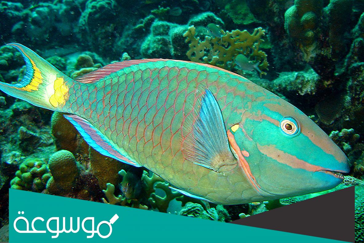 معلومات عن سمكة الببغاء