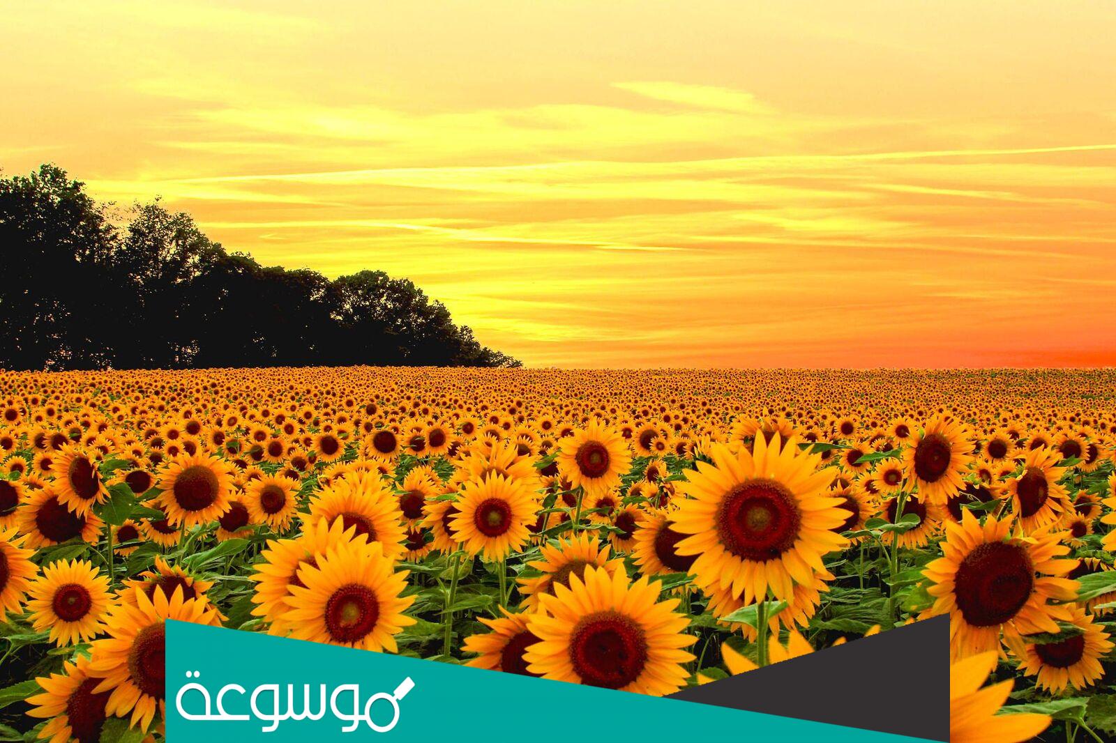 معنى اسم وسام وصفاته .. وهل هو مذكر أم مؤنث