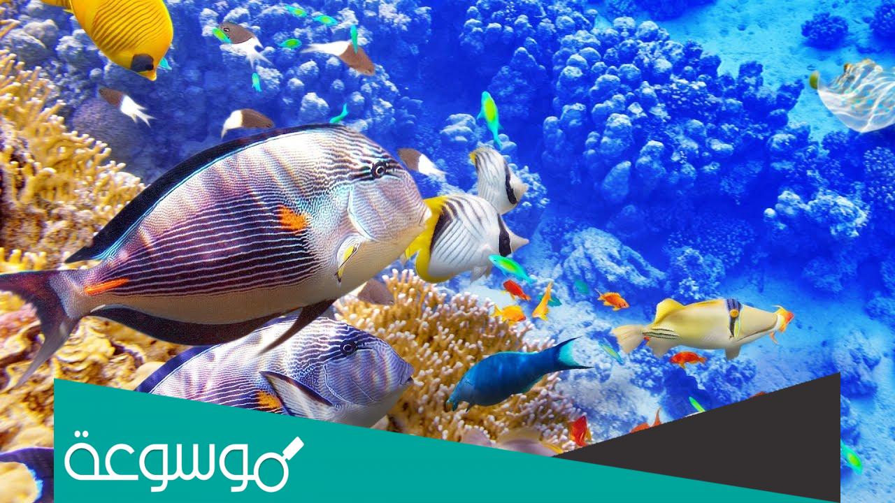 من أين تبول السمكة