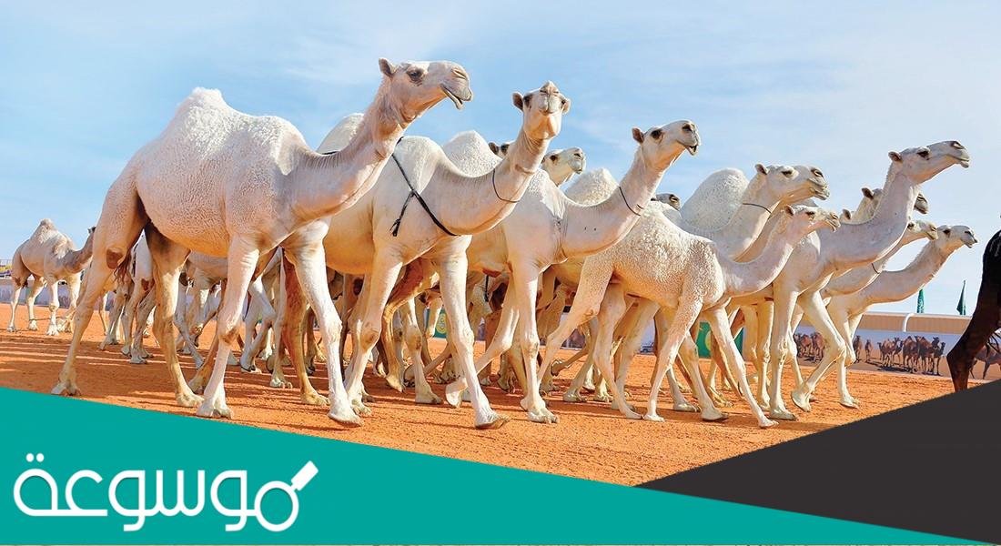 من هو صاحب أكبر صفقة إيجار في عالم الإبل بـ 20 مليون ريال