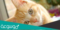 من هي معنفة القطط في السعوديه