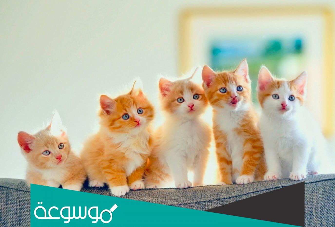 هل الارانب تجيها الدوره الشهريه