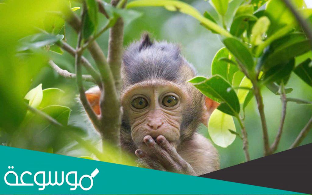 هل القرد في المنام بشارة خير