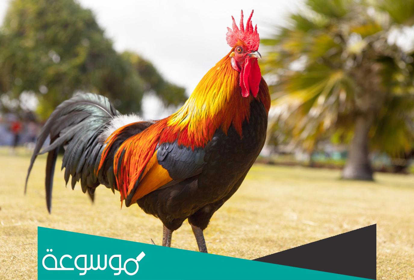 هل تبيض الدجاجه بدون تلقيح الديك