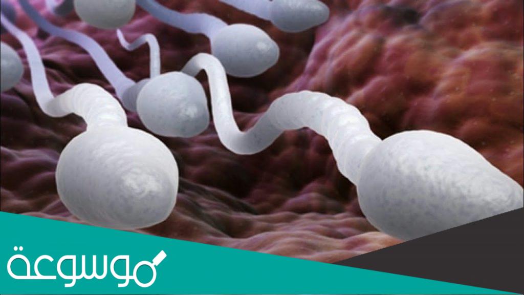 هل تشعر المرأة بنزول مني الرجل داخلها