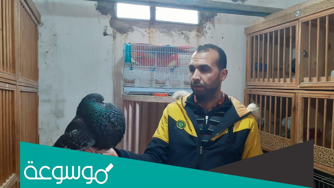 هل تقبل شهادة مربي الحمام في القانون الأردني؟