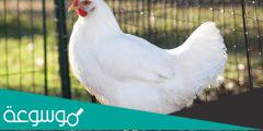 هل حقا الدجاجة تبيض من دون ديك