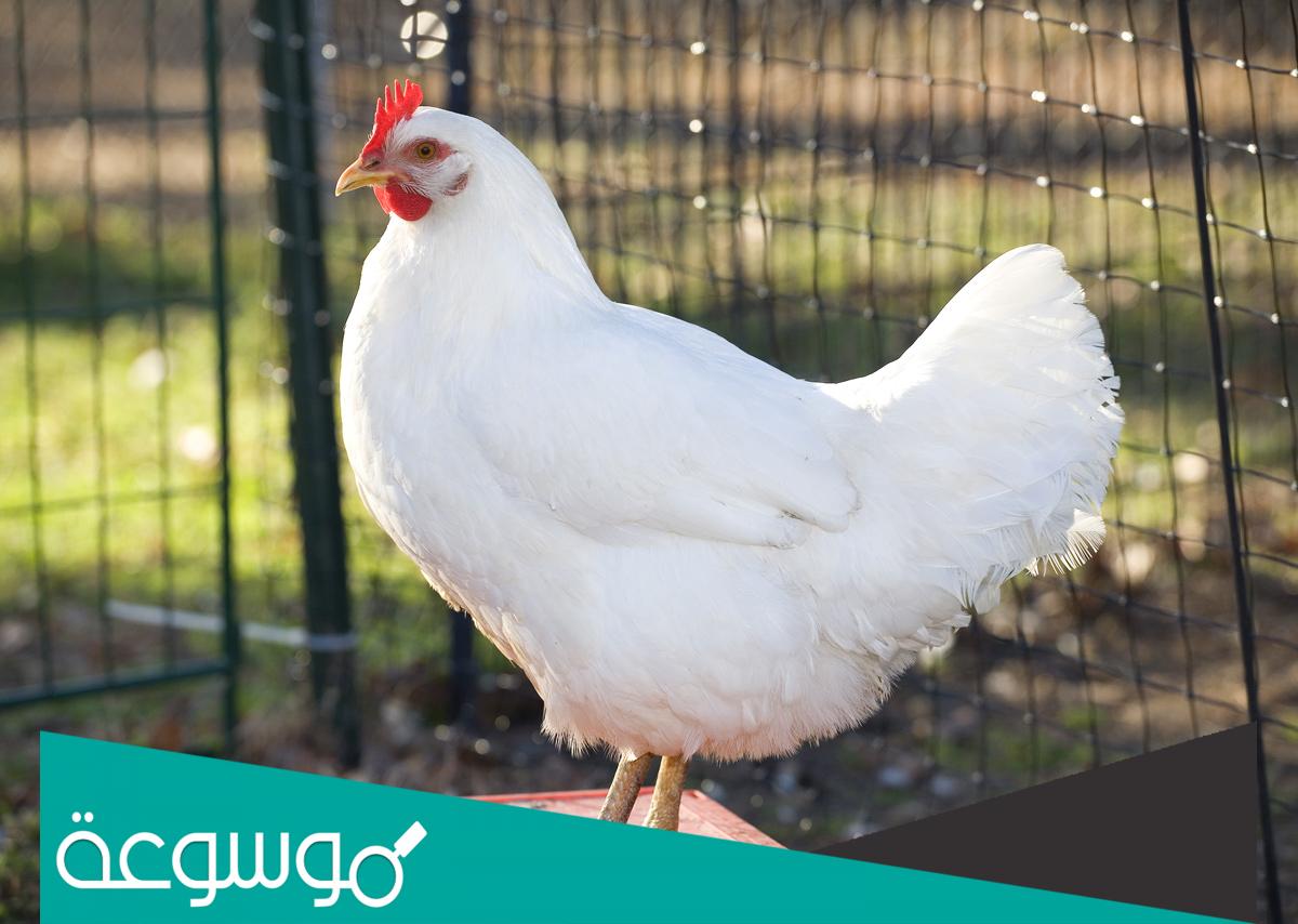 هل حقا الدجاجة تبيض من دون ديك