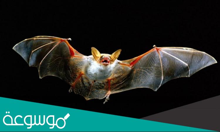 هل طائر الخفاش يلد ام يبيض