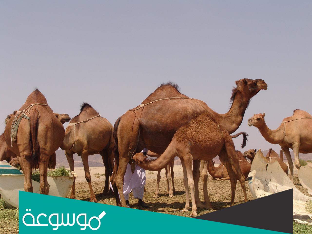 هل قبيله الرشيدي صلب؟