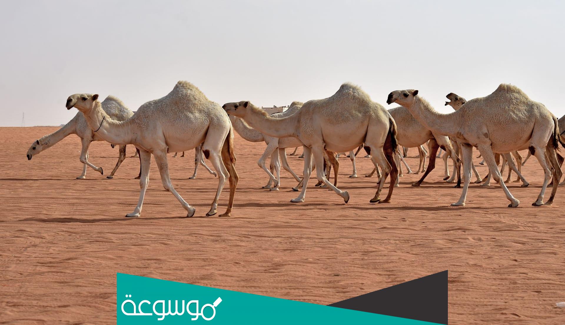 وش معنى دق وجل في الابل