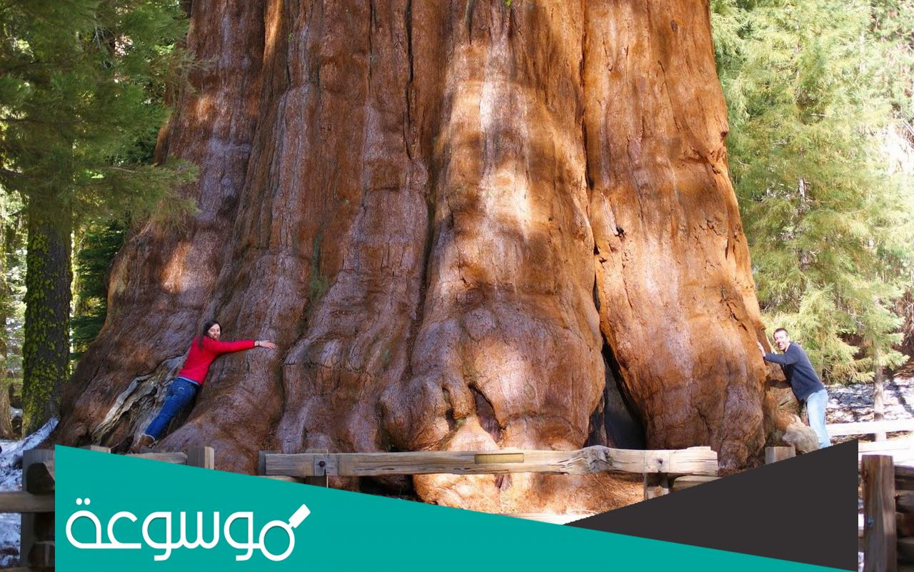 وش يعني سكويا