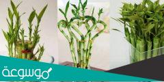 معلومات عن نبات البامبو فوائده وكيفية الاعتناء به وزراعته