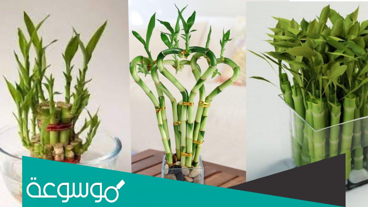 معلومات عن نبات البامبو فوائده وكيفية الاعتناء به وزراعته
