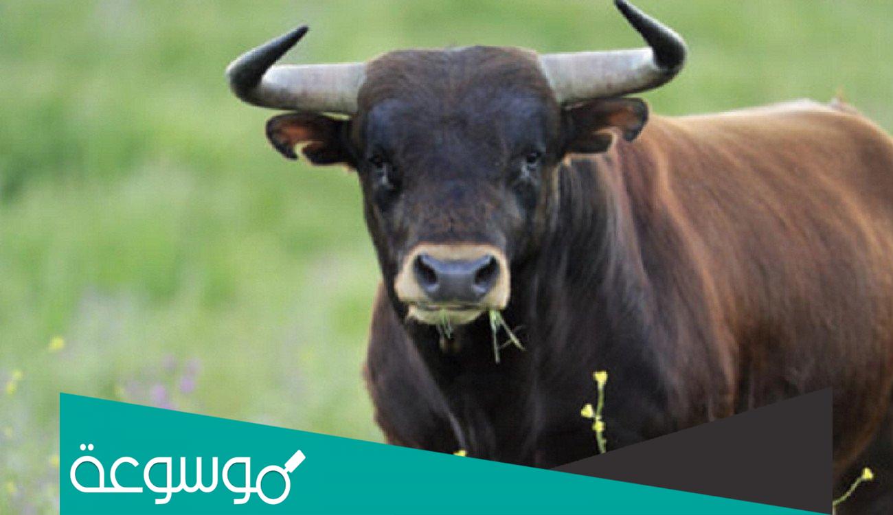 تفسير رؤية الثور في المنام حسب تفسير ابن سيرين