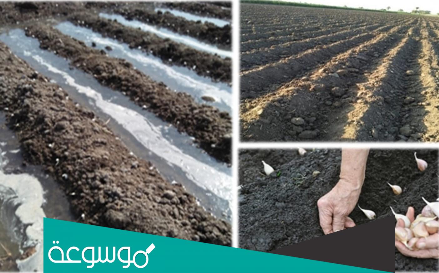 تفسير رؤية زرع الثوم في المنام تفسيرات مختلفة