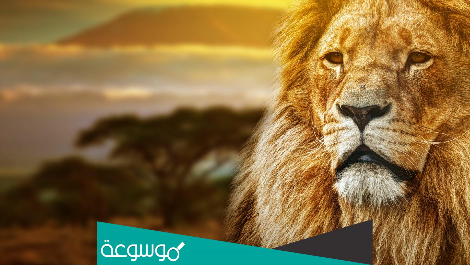 تفسير رؤية الأسد في المنام حسب تفسير ابن سرين