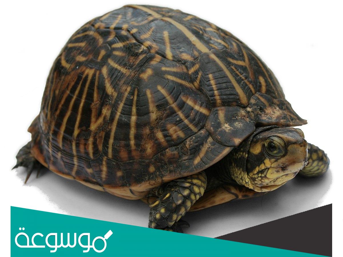 تفسير رؤية السلحفاة في المنام حسب تفسير ابن سيرين وابن شاهين