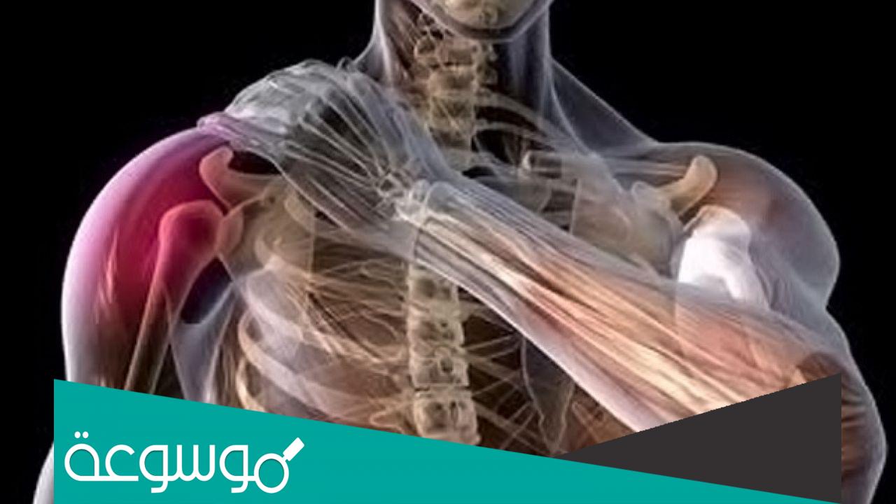 تفسير رؤية اليد المقطوعة من الكتف في المنام حسب تفسير ابن سيرين