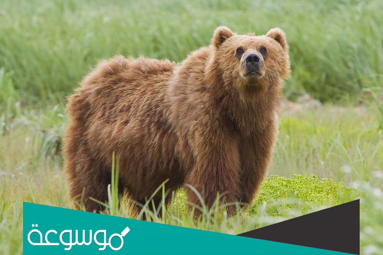 تفسير رؤية الدب في المنام للعزباء تفسيرات مختلفة