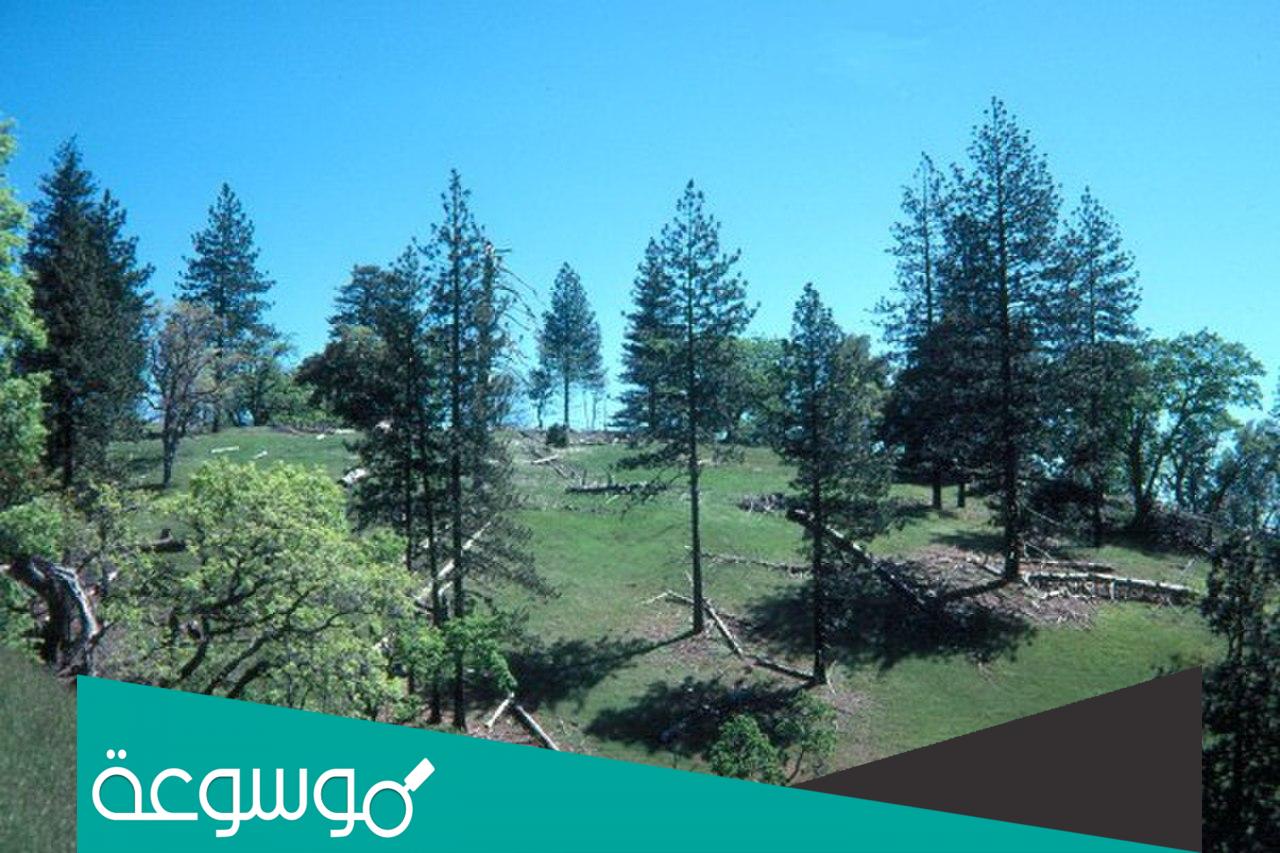 تفسير رؤية السماء مليئة بأشجار الصنوبر في المنام حسب تفسير ابن سيرين