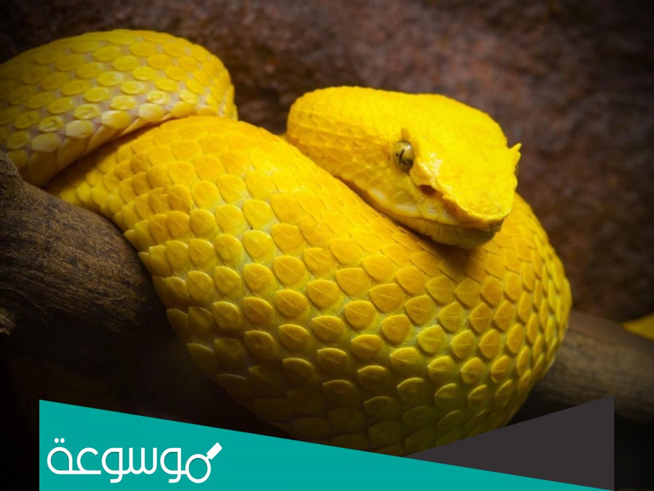 تفسير رؤية الثعبان الأصفر في المنام تفسيرات لحالات مختلفة
