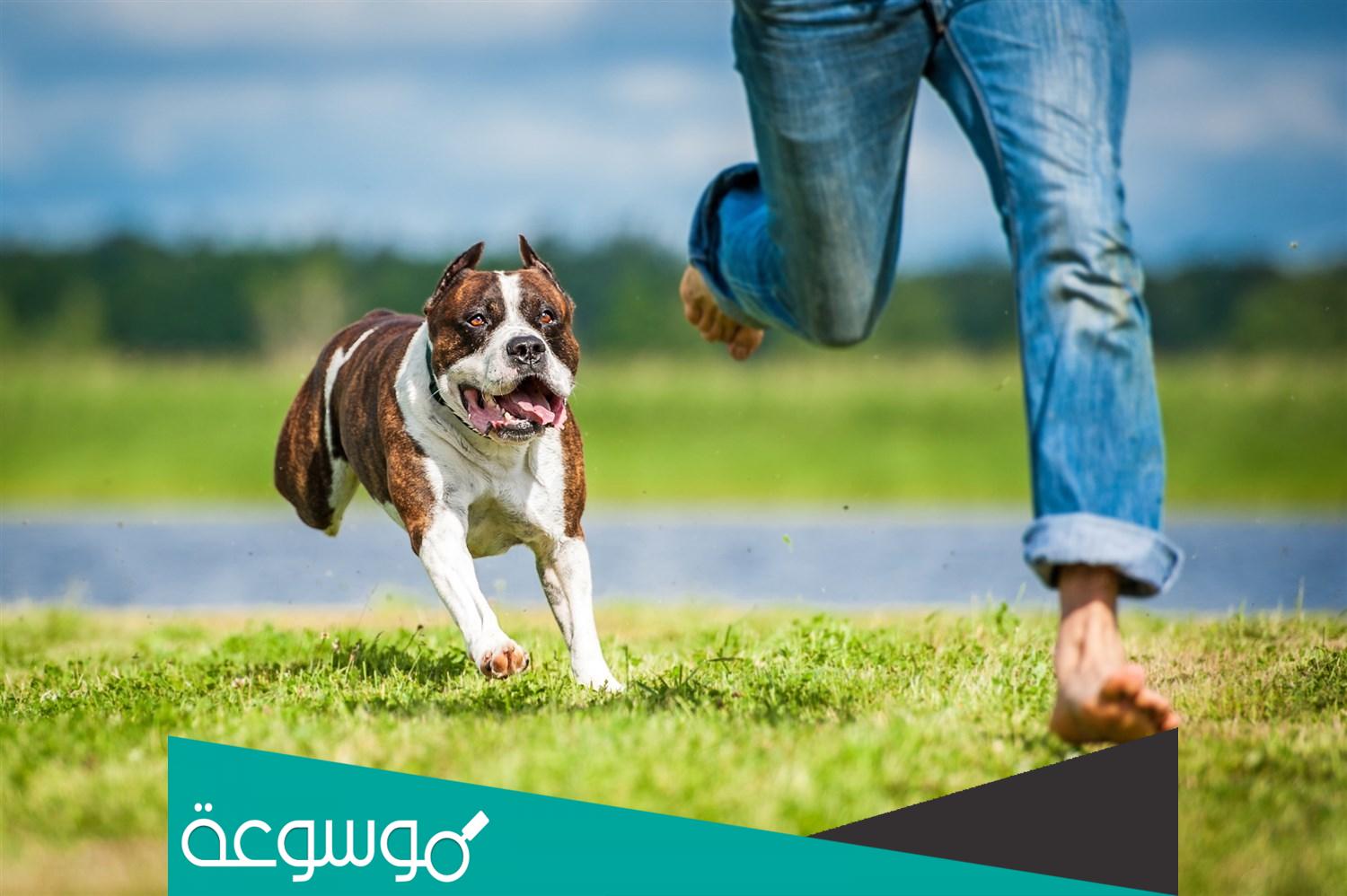 تفسير رؤية الهروب من الكلاب في المنام تفسيرات عديدة