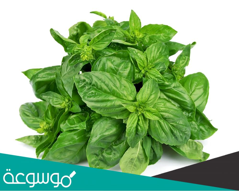 تفسير رؤية الريحان في المنام حسب تفسير ابن سيرين