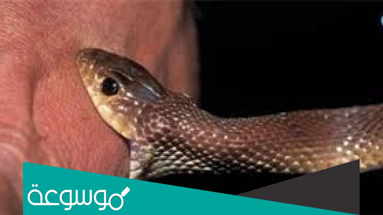 تفسير رؤية لدغة الحية في المنام حسب تفسير ابن سيرين