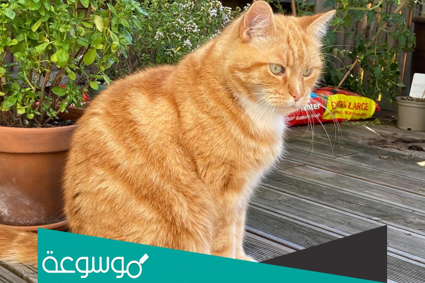 تفسير رؤية القطة في المنام للحامل والعزباء والمتزوجة حسب تفسير ابن سيرين والامام الصادق