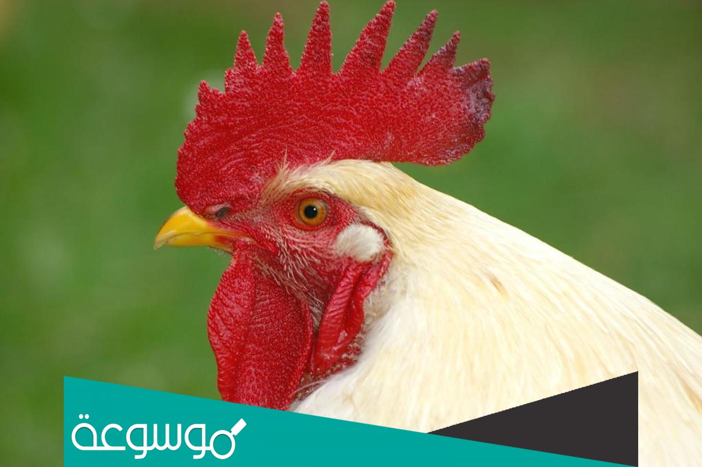 تفسير رؤية الديك في المنام حسب تفسير ابن سيرين والنابلسي