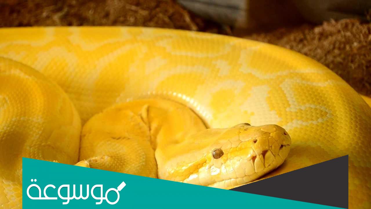 تفسير رؤية الثعبان الأصفر في المنام التفسير الصحيح