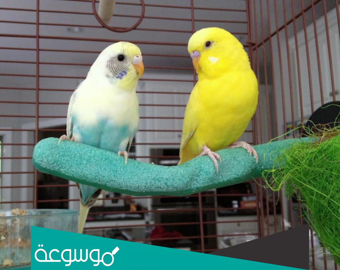 تفسير رؤية العصافير في القفص في المنام التفسيرات الصحيحة الشاملة للمتزوجة