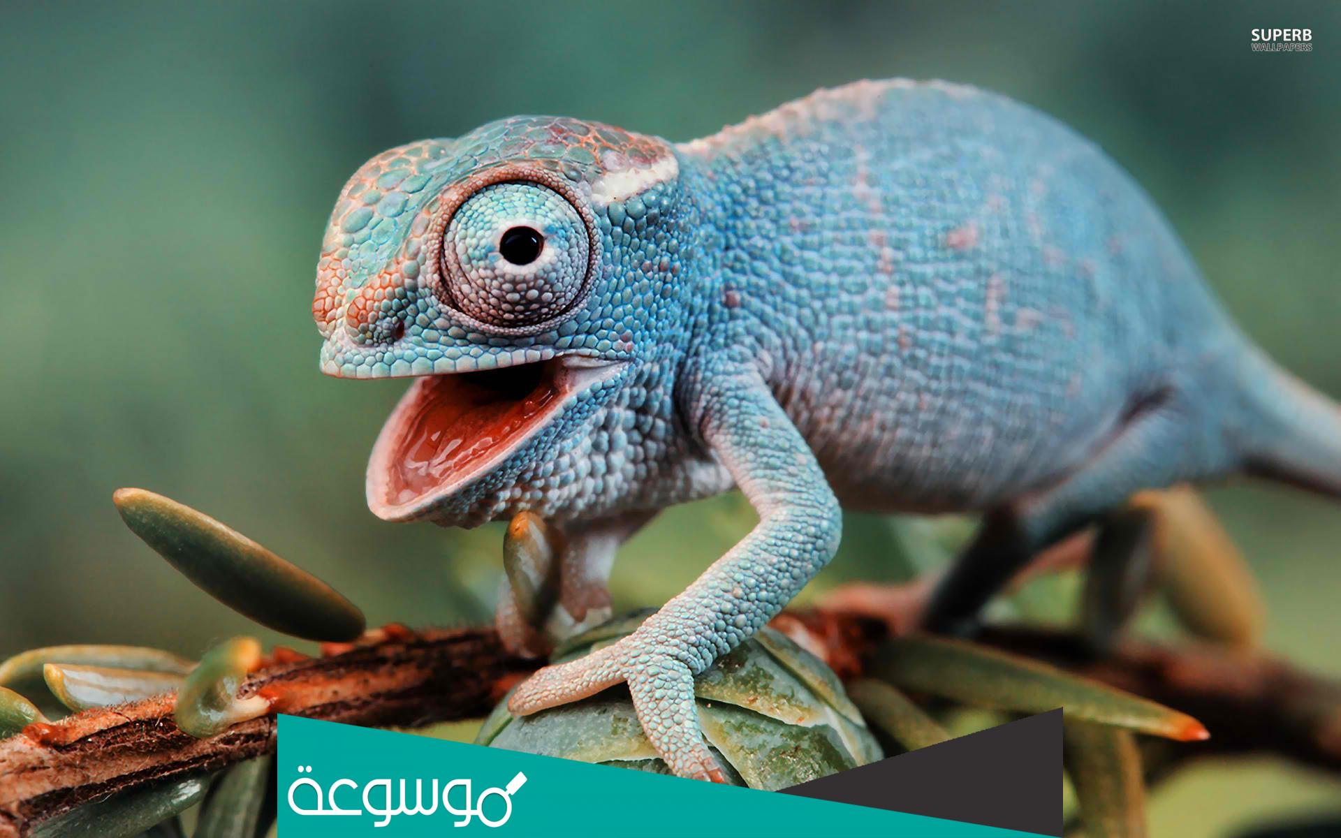 تفسير رؤية ضرب الحرباء في المنام حسب تفسير ابن سيرين