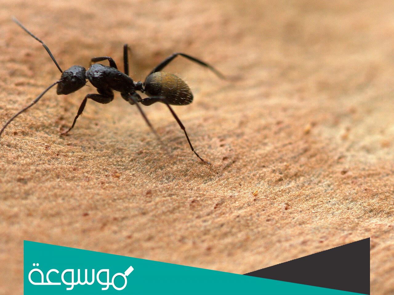 تفسير رؤية النمل في المنام رؤية اعداد من النمل حسب تفسير ابن سيرين والنابلسي