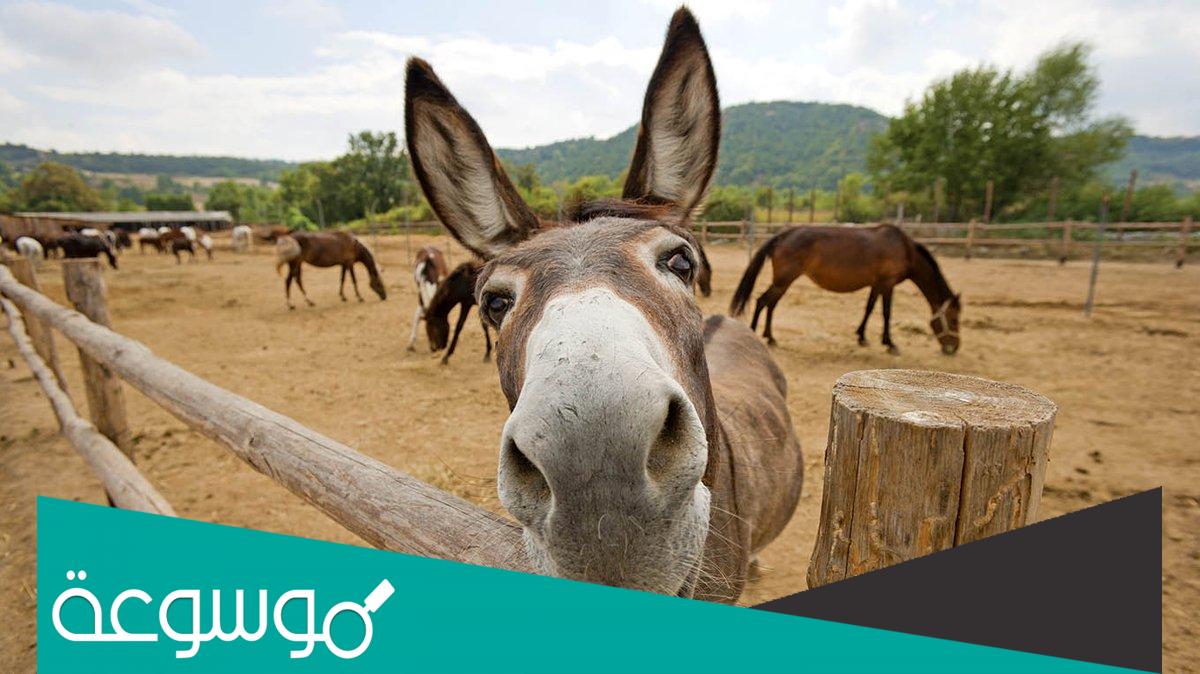 تفسير رؤية الحمار في المنام حسب تفسير ابن سيرين وابن شاهين