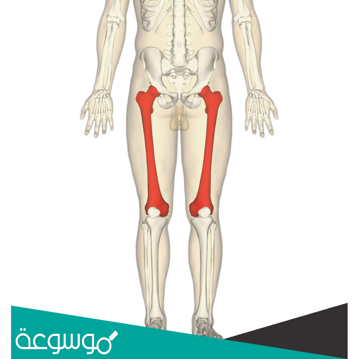 اقصر واطول عظمه في جسم الانسان