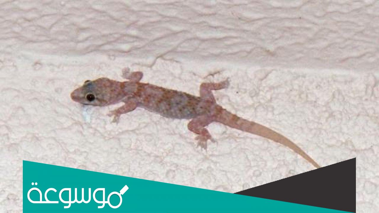 تفسير رؤية الوزغ في البيت حسب تفسير ابن سيرين