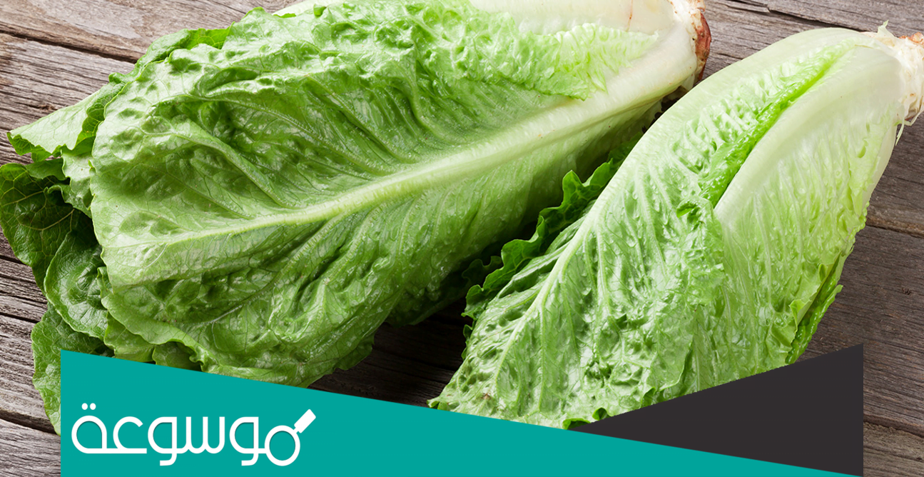 تفسير رؤية الخس في المنام حسب تفسير ابن سيرين والنابلسي