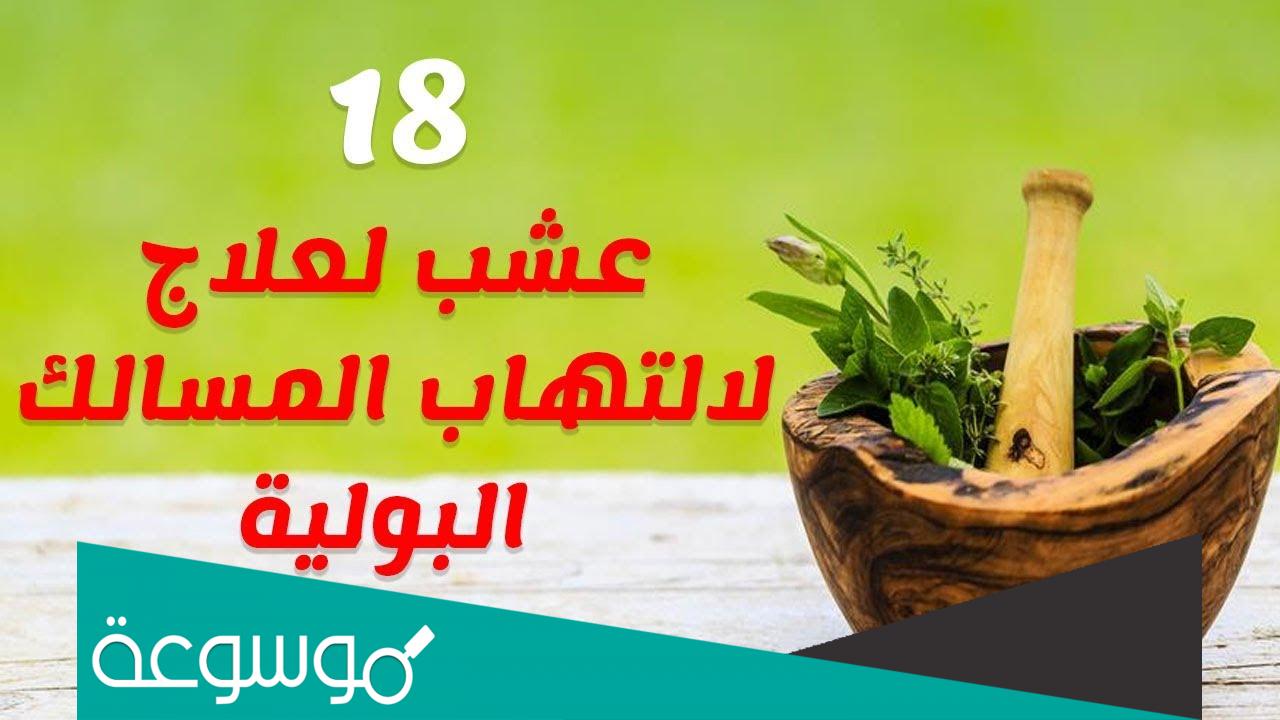علاج التهاب المسالك البولية بالأعشاب الطبيعية