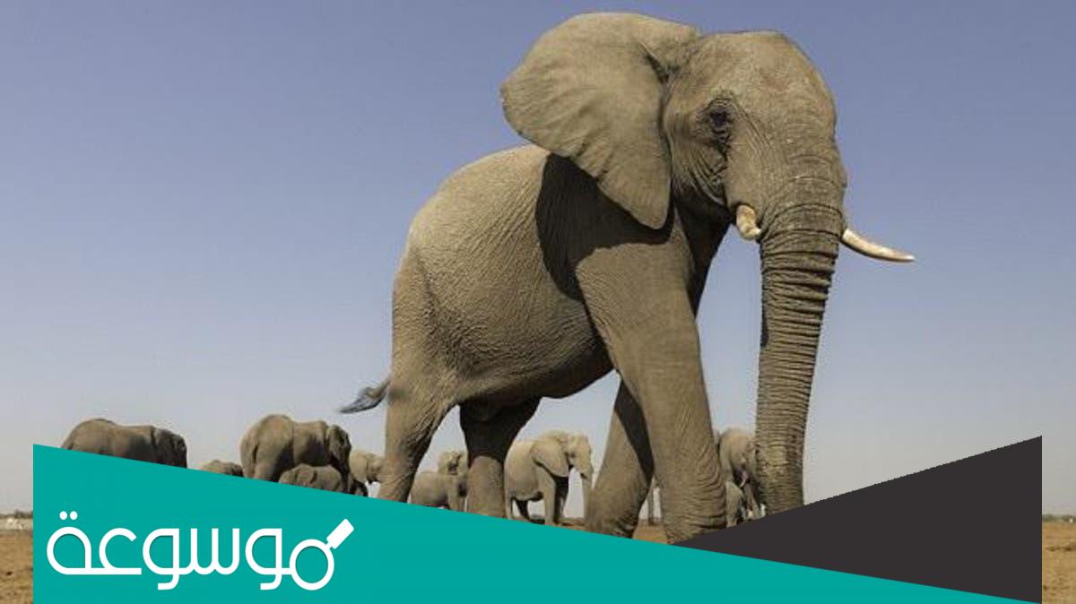 تفسير رؤية الفيل في المنام حسب تفسير ابن سيرين