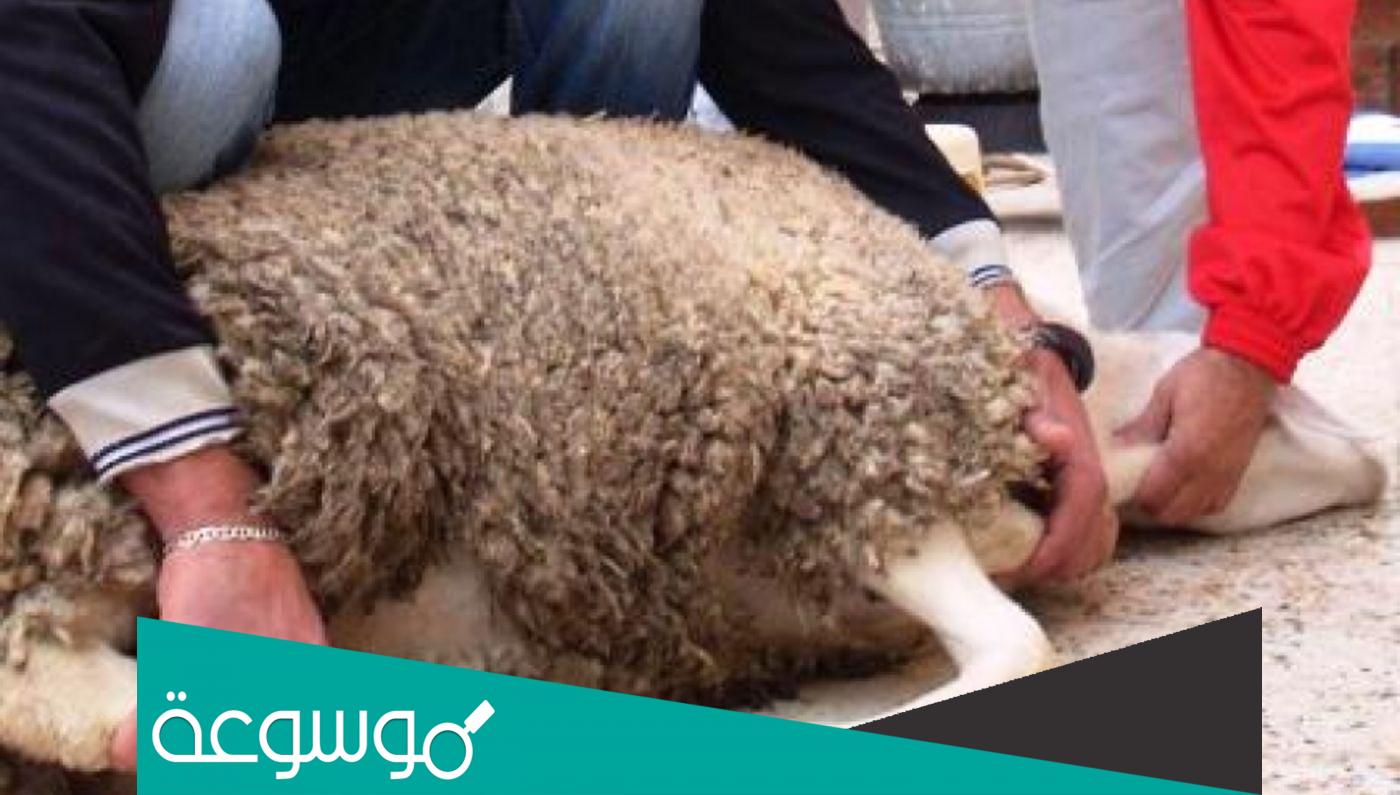 تفسير رؤية الذبيحة في المنام حسب تفسير ابن سيرين والنابلسي