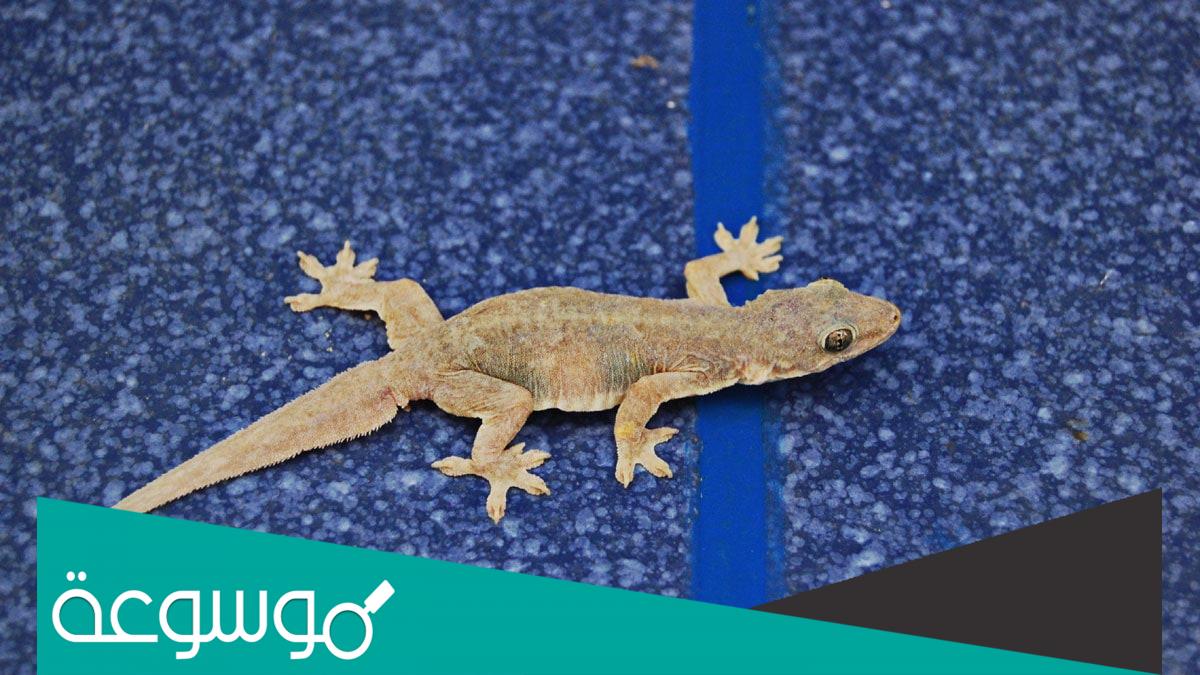 تفسير رؤية سحلية في المنام حسب تفسير ابن سيرين وفهد العصيمي