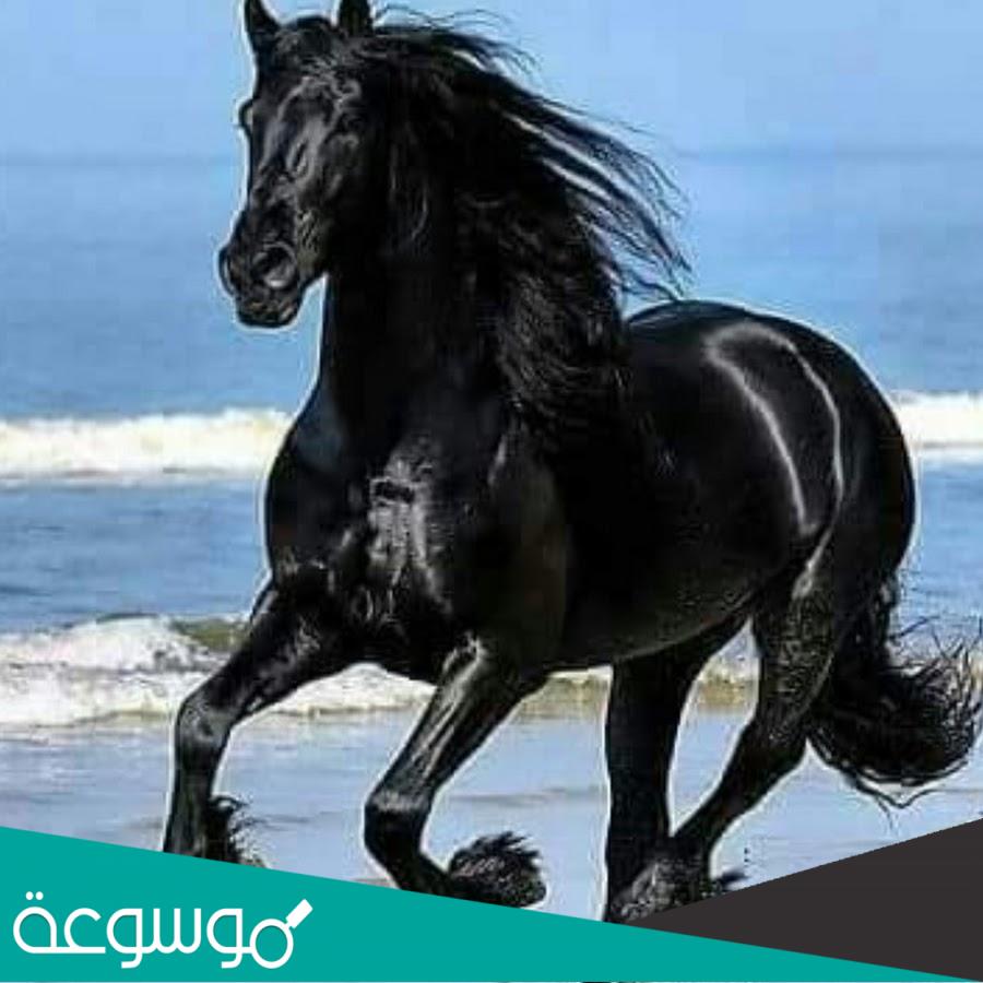 تفسير رؤية الحصان الأسود في المنام للعزباء تفسيرات مختلفة