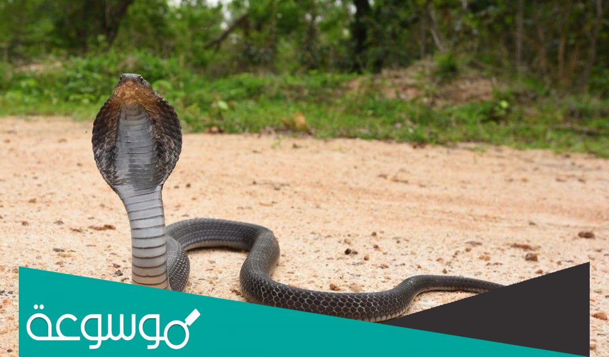 تفسير رؤية الكوبرا في المنام للعزباء تفسيرات دقيقة