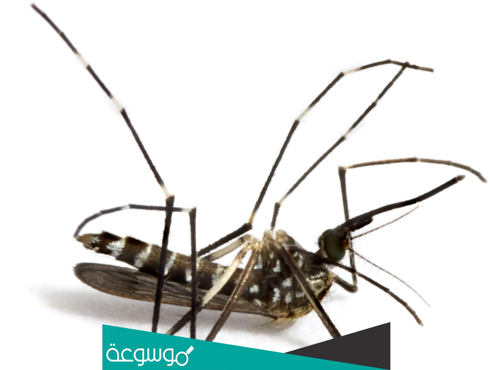 تفسير رؤية قتلت حشرة في المنام حسب تفسير ابن سيرين