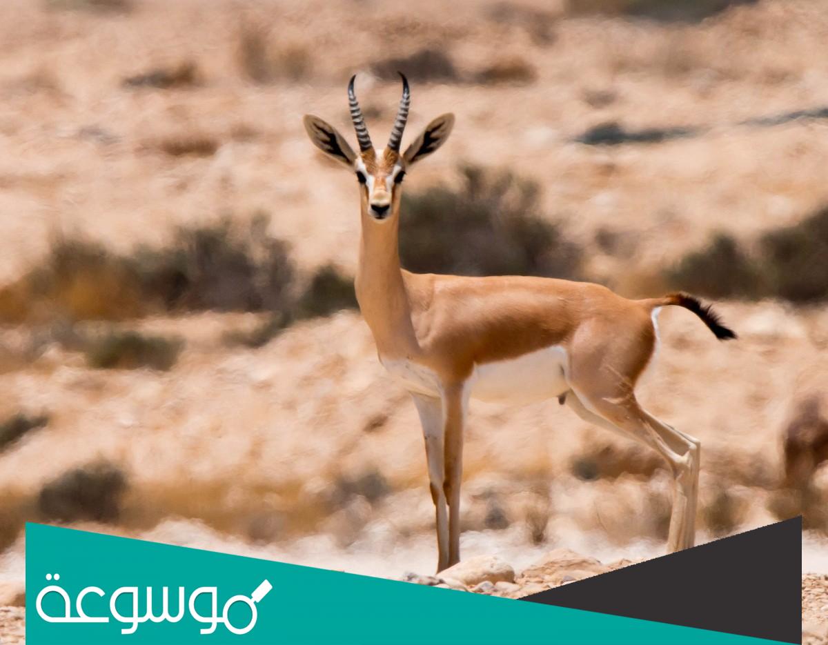 تفسير رؤية الغزال في المنام حسب تفسير ابن سيرين والنابلسي وابن شاهين