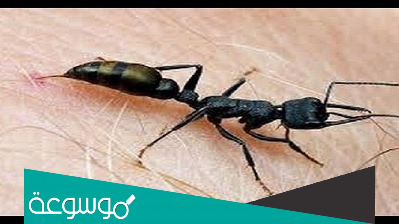حل قرصة النمل وفوائدها للجسم