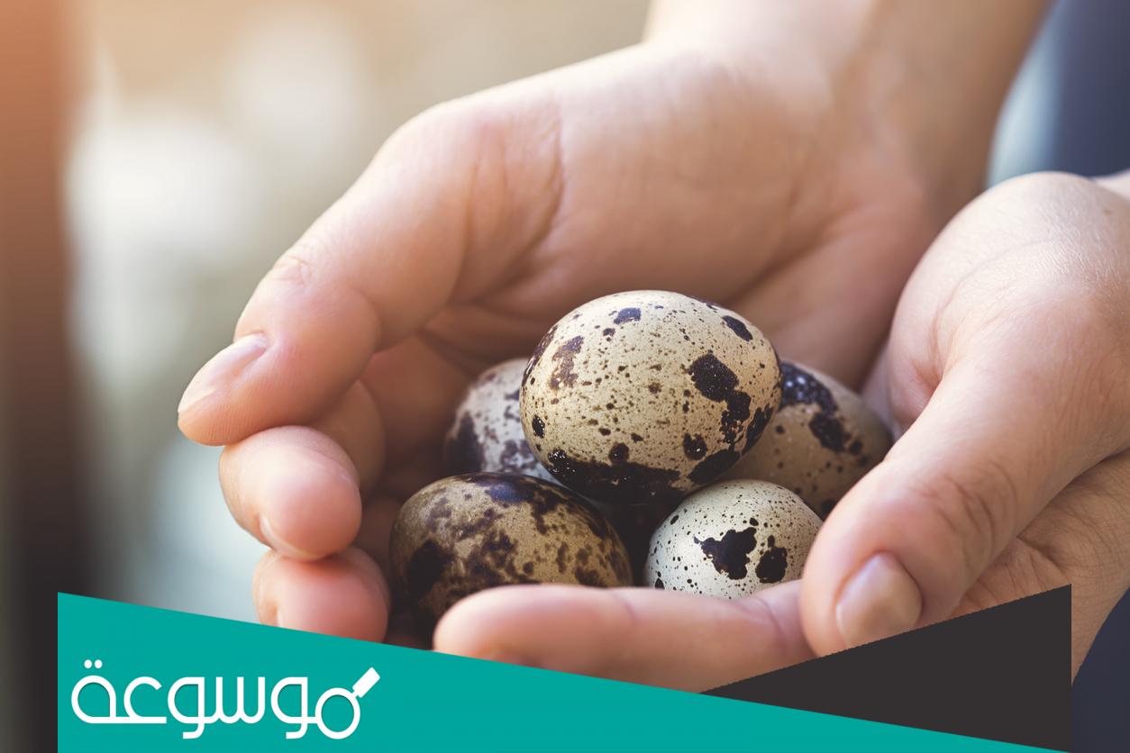 تفسير رؤية بيض العصافير في المنام تفسيرات مختلفة